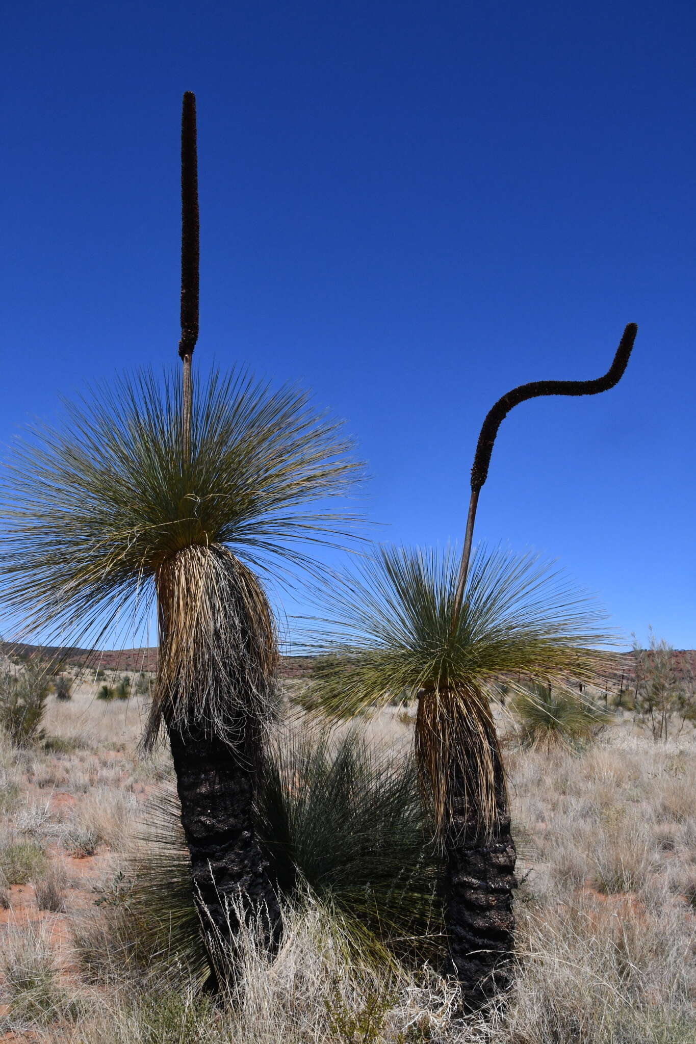 Image of Xanthorrhoea thorntonii Tate