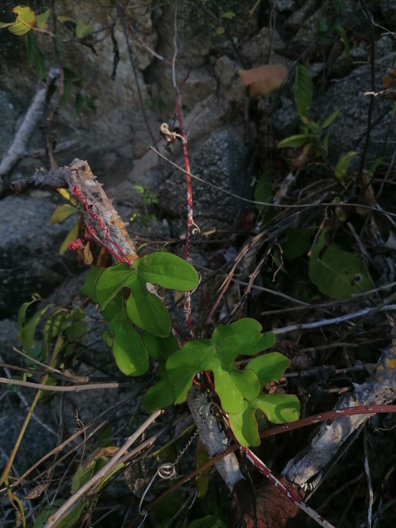 Image of Passiflora viridiflora Cav.