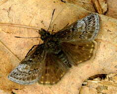 Image of Dreamy Duskywing
