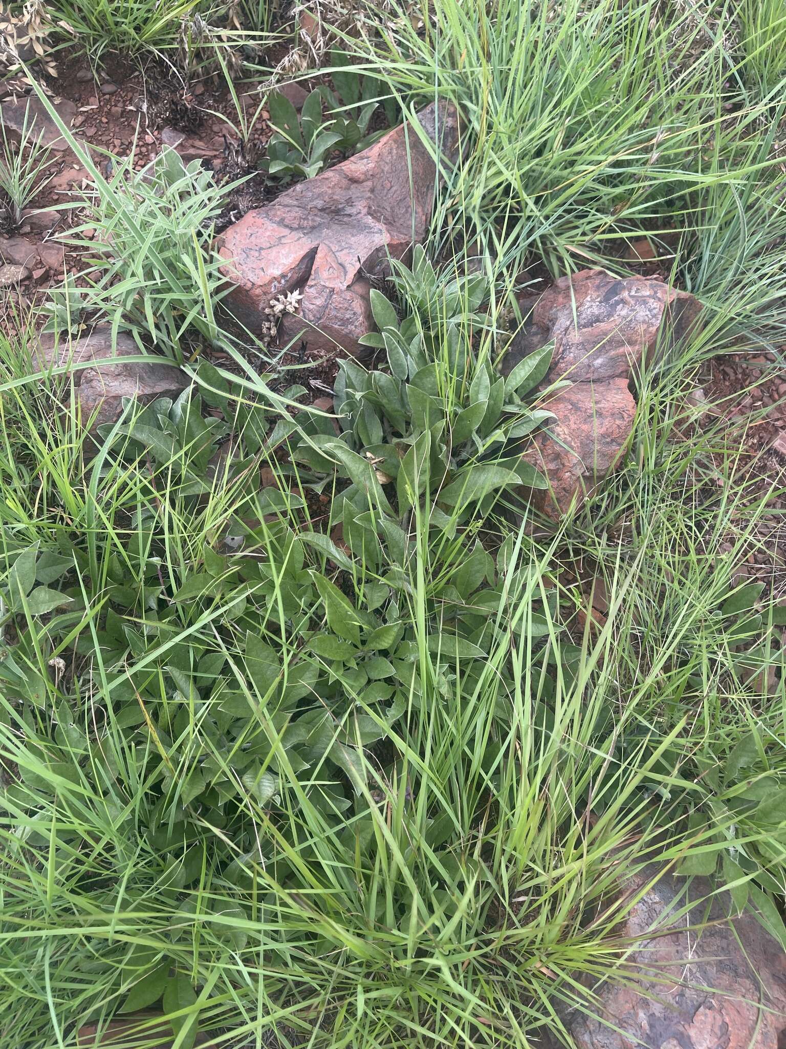 Image of Pearsonia grandifolia subsp. grandifolia