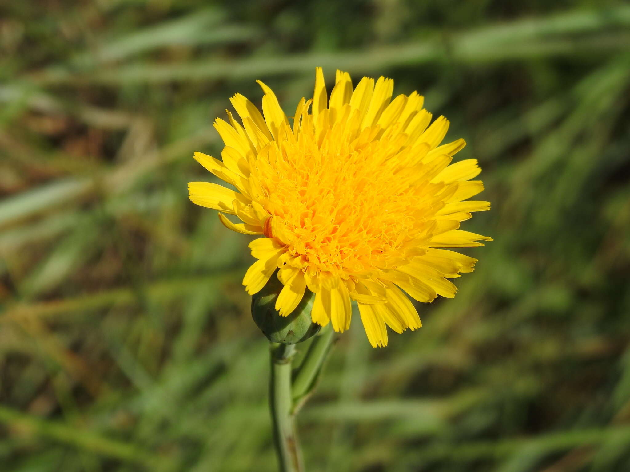 Image of Sonchus maritimus L.