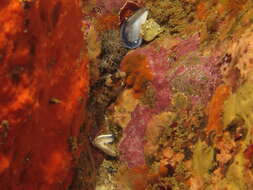 Image of Two-eyed Blenny