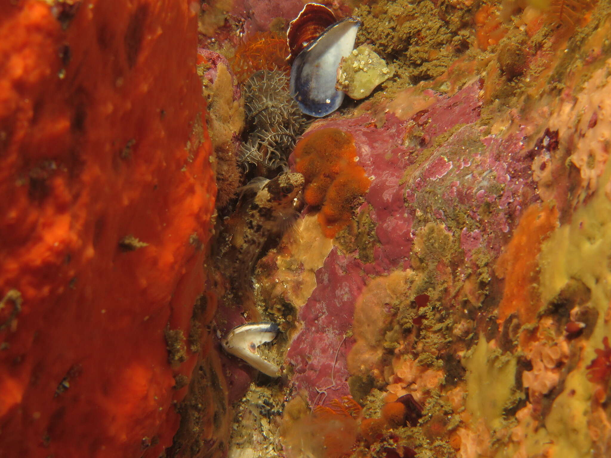 Plancia ëd Chalaroderma ocellata (Gilchrist & Thompson 1908)