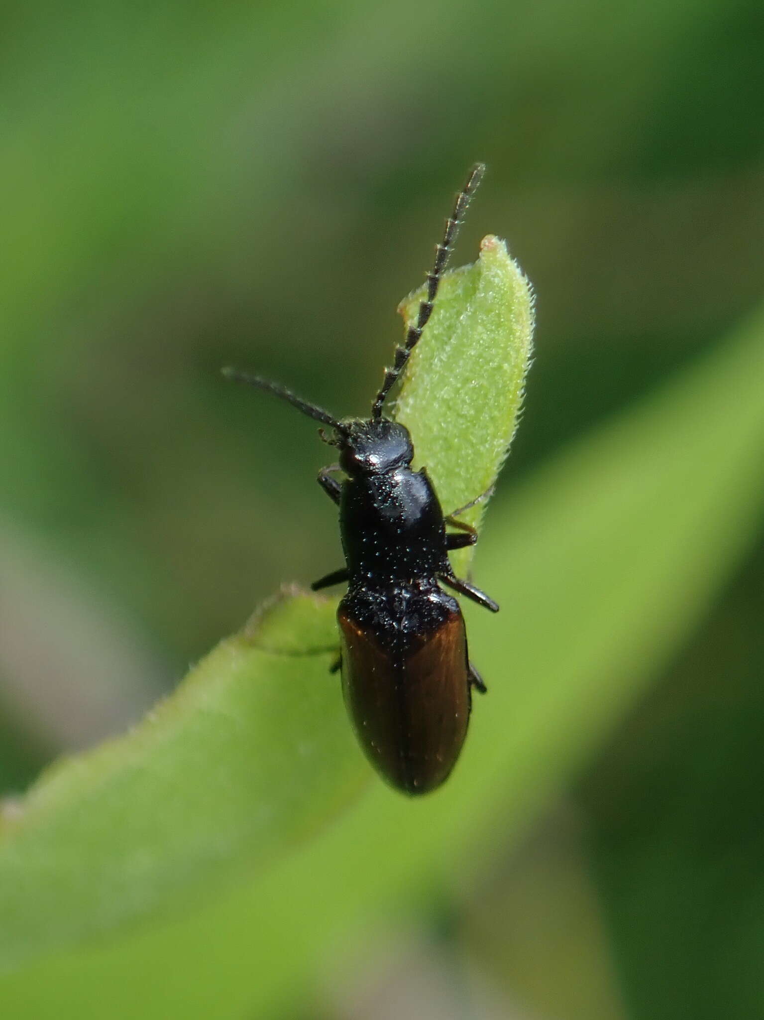 Image of <i>Oestodes tenuicollis</i>