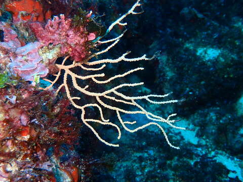 Image of yellow gorgonian