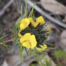 Image of yellow pea