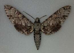 Manduca florestan (Stoll 1782)的图像