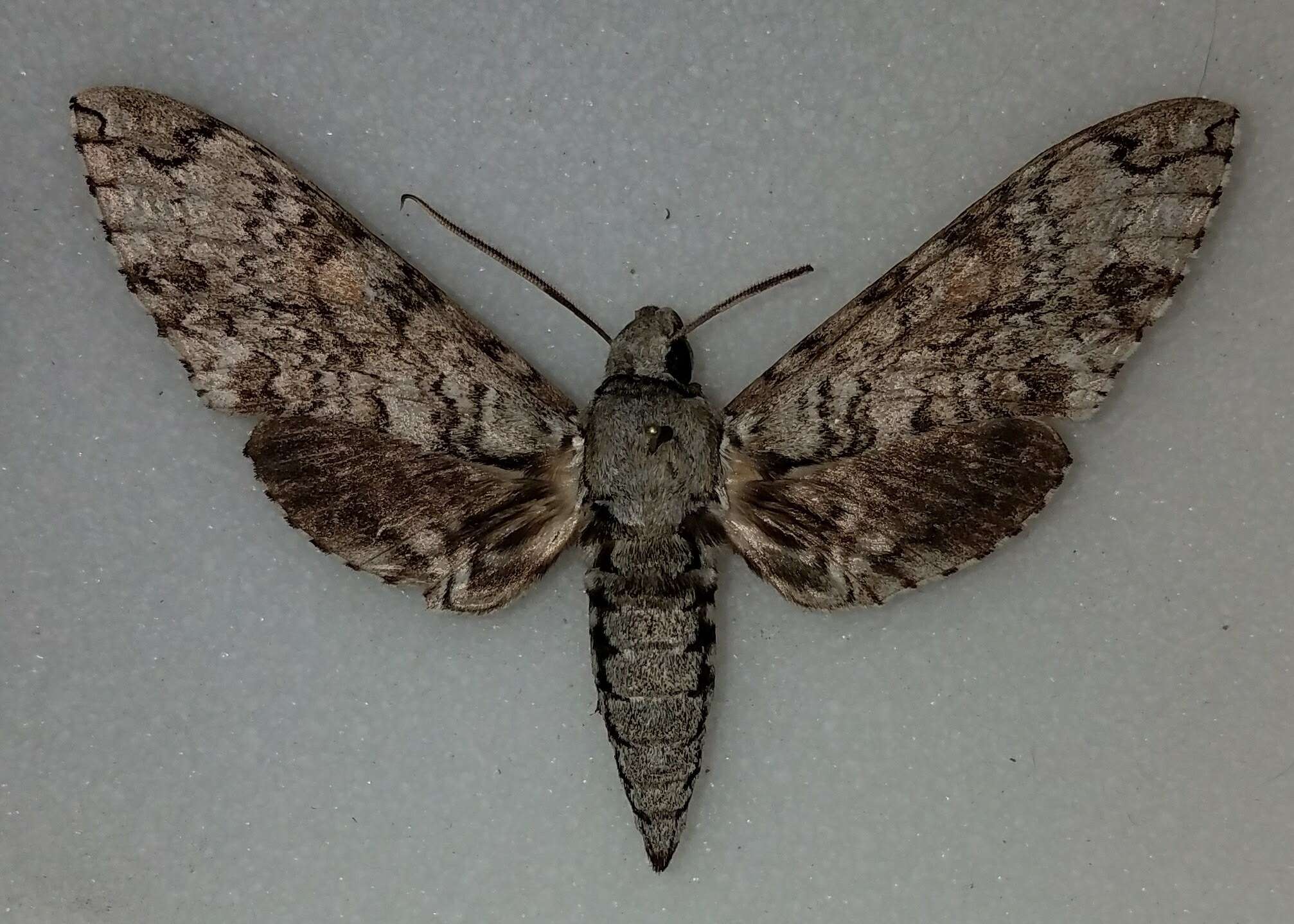 Manduca florestan (Stoll 1782)的图像