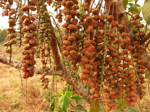 Image of Alchornea cordifolia (Schumach. & Thonn.) Müll. Arg.