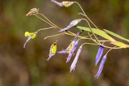 Image of Grass-lilies