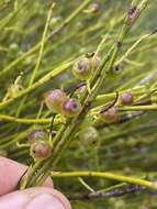 Image of Leptomeria acida R. Br.