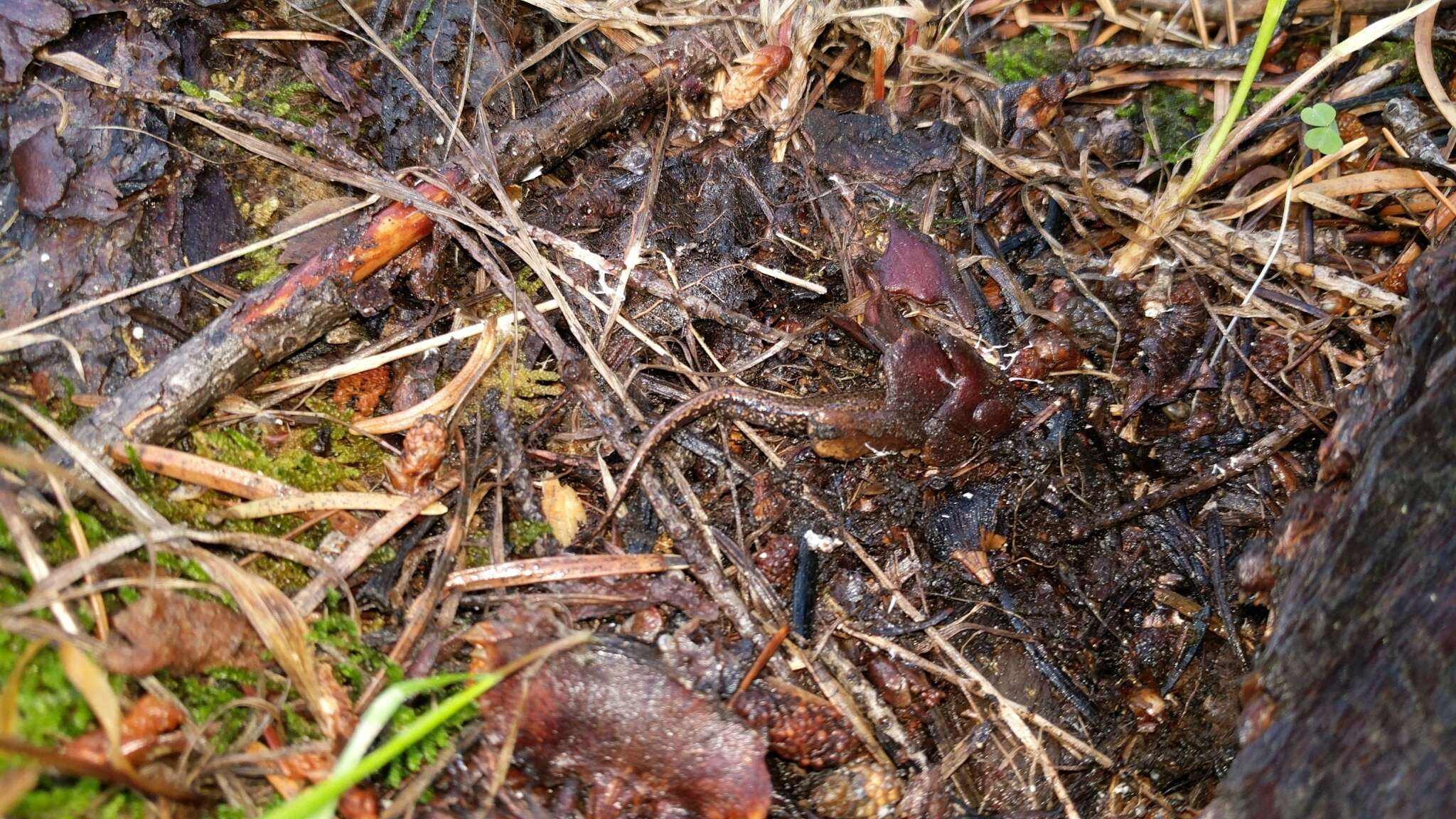 Image of Sacramento Mountain Salamander