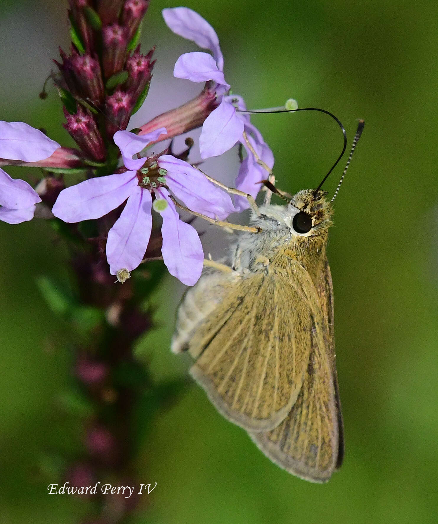 Image of Swarthy Skipper