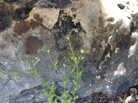 Image of hilly sandwort