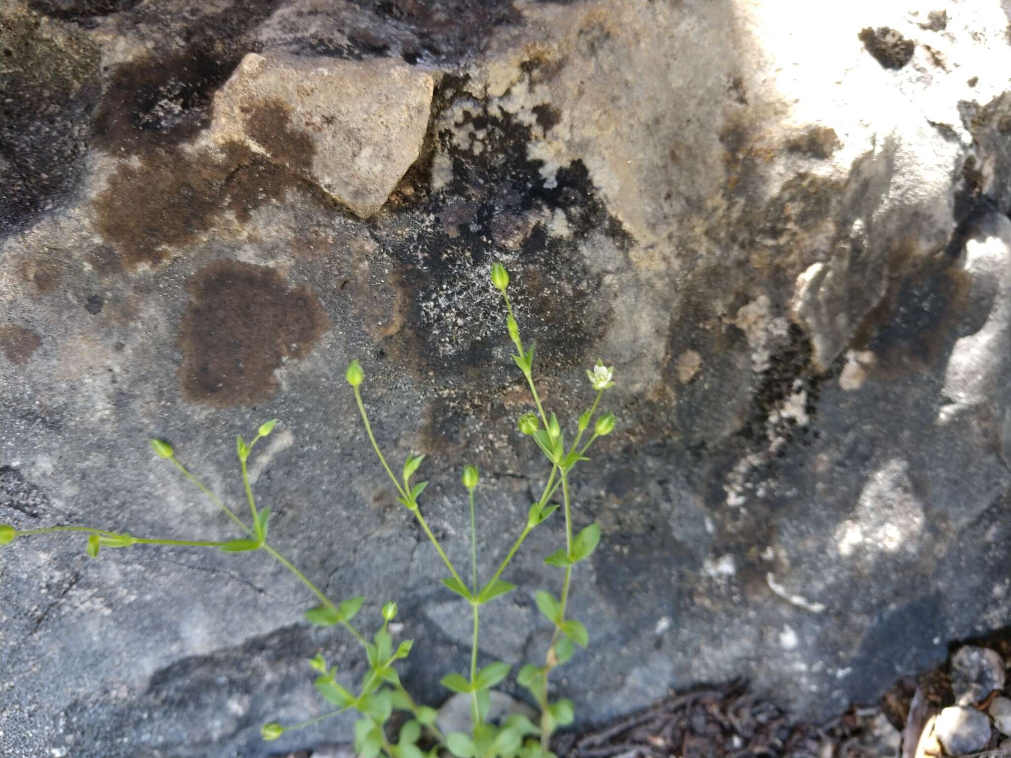 Слика од Arenaria benthamii Fenzl ex Torr. & Gray