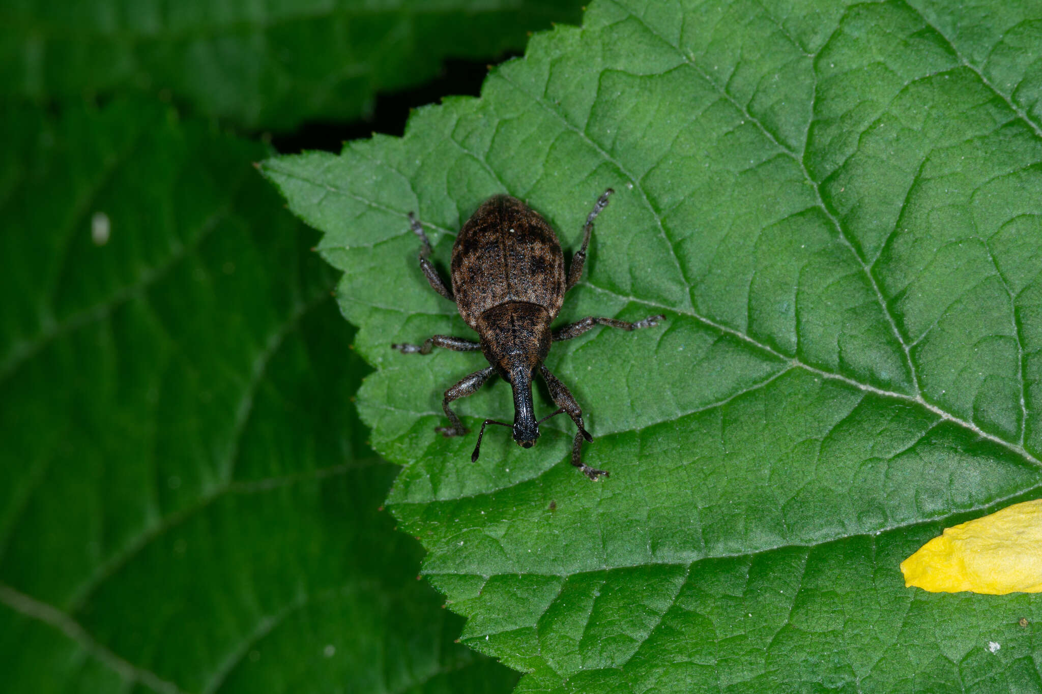 Lepyrus capucinus (Schaller & J. G. 1783) resmi