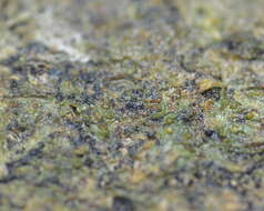 Image of pachyphiale lichen