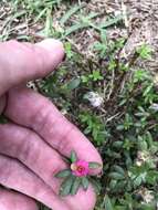 Image of Paraguayan purslane