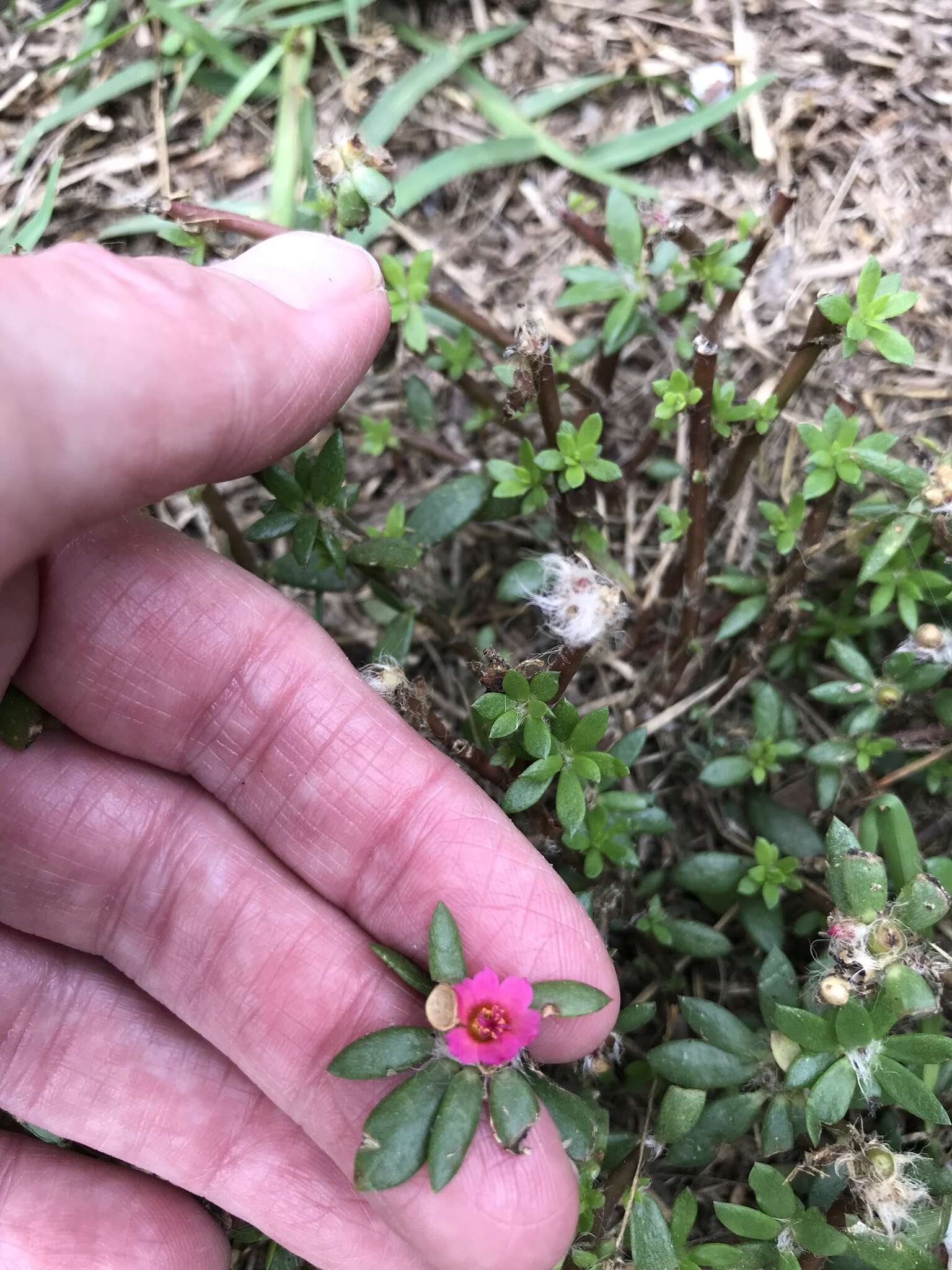 Image of Paraguayan purslane