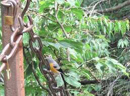 Image of Grey-headed Bullfinch