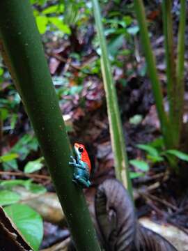 Image of Granular Poison Frog