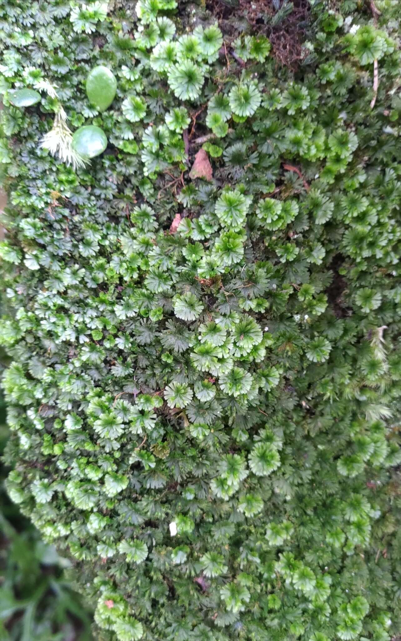 Image of tiny bristle fern