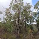 Image of Eucalyptus marginata subsp. thalassica M. I. H. Brooker & S. D. Hopper