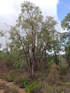 Image of Eucalyptus marginata subsp. thalassica M. I. H. Brooker & S. D. Hopper