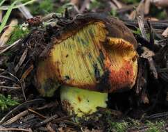 Слика од Gastroboletus turbinatus (Snell) A. H. Sm. & Singer 1959