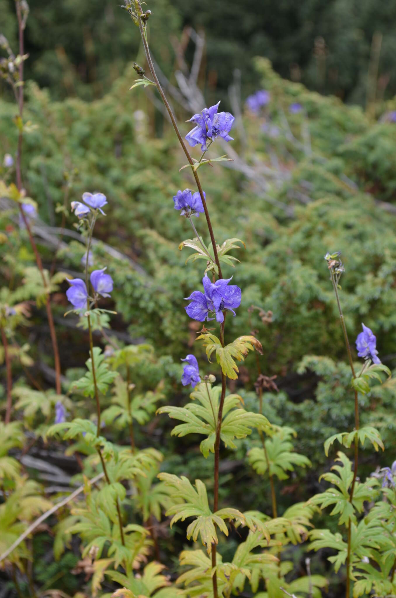 Image of Aconitum nemorum Popov