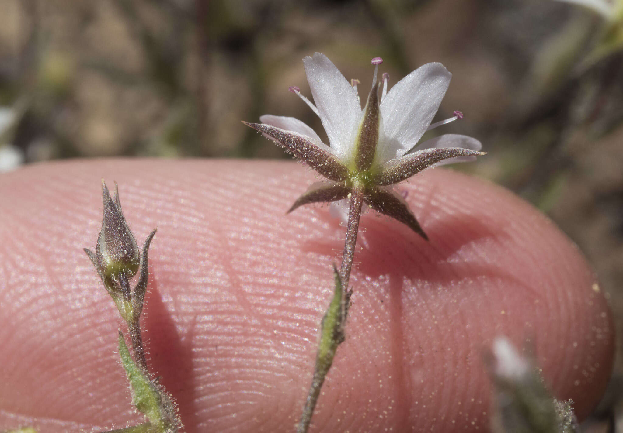 Image of brittle sandwort