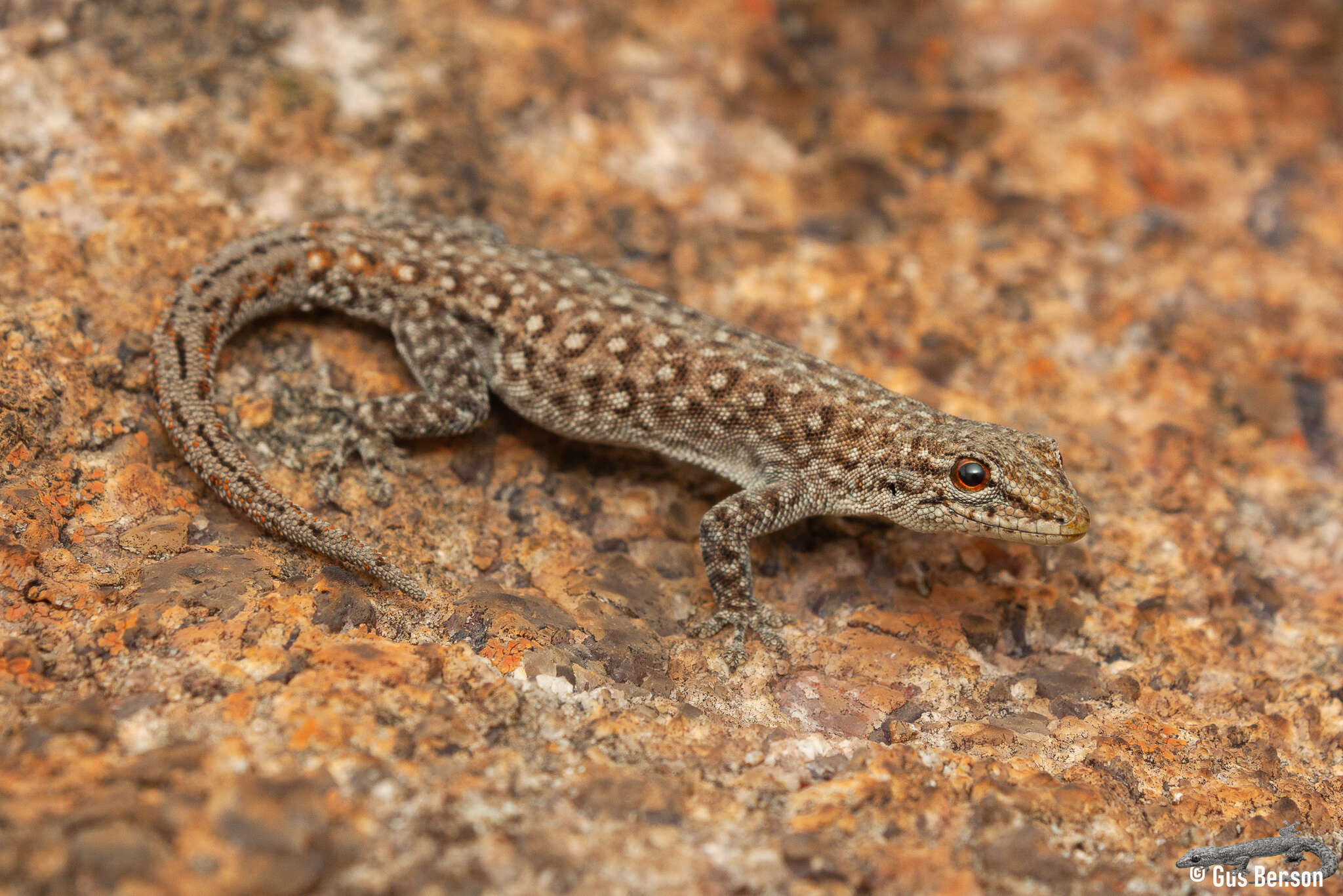 Lygodactylus ocellatus Roux 1907 resmi