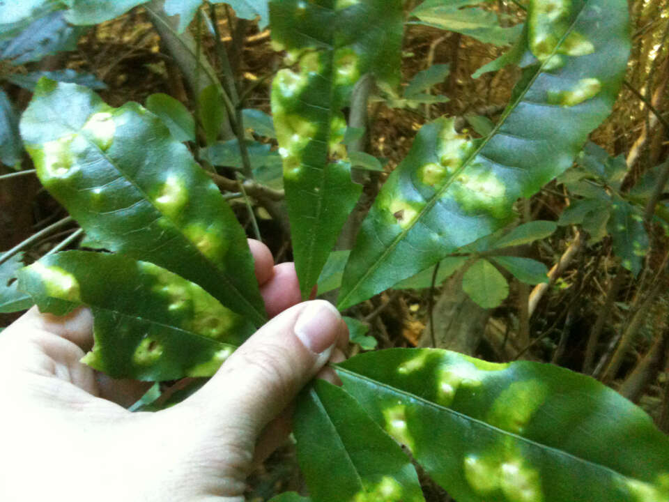 Imagem de Schefflera digitata J. R. Forst. & G. Forst.