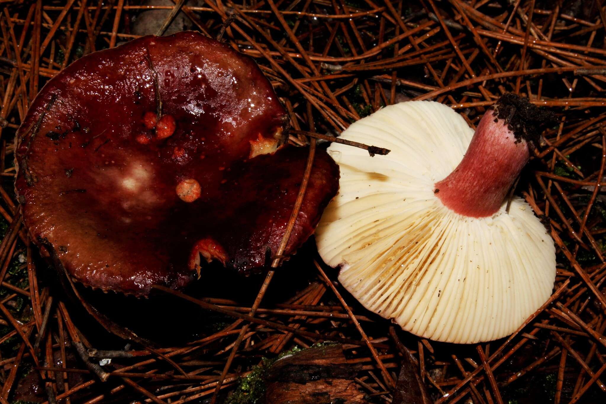 Image of Russula torulosa Bres. 1929