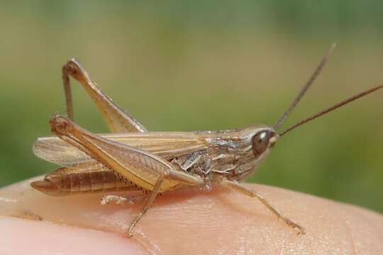 Image of Euchorthippus elegantulus Zeuner 1940