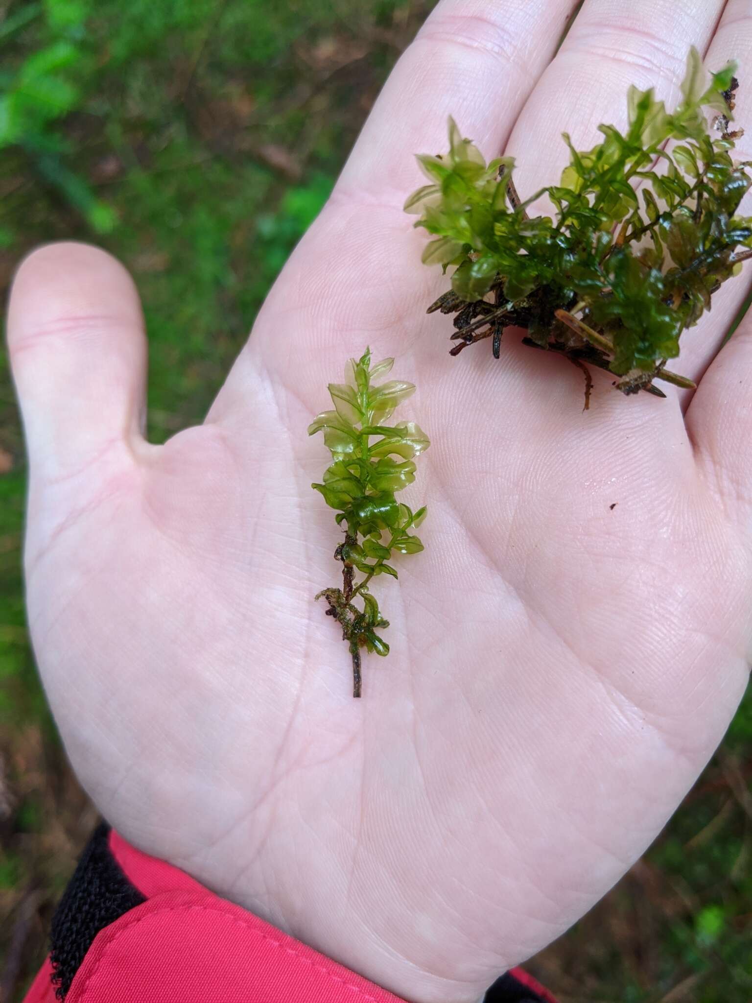 Image of many-fruited thyme-moss