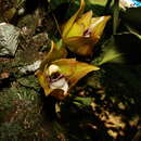 Image of Bifrenaria tetragona (Lindl.) Schltr.