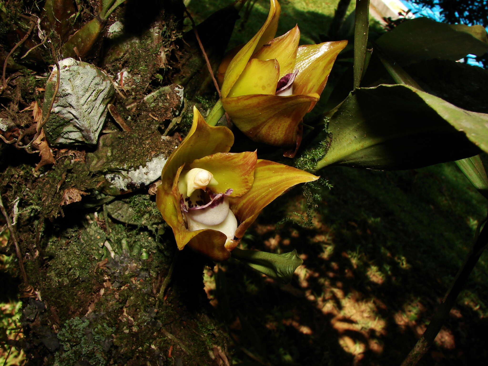 Image of Bifrenaria tetragona (Lindl.) Schltr.