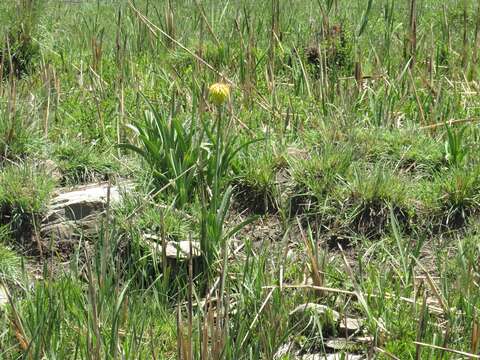 Image de Kniphofia porphyrantha Baker