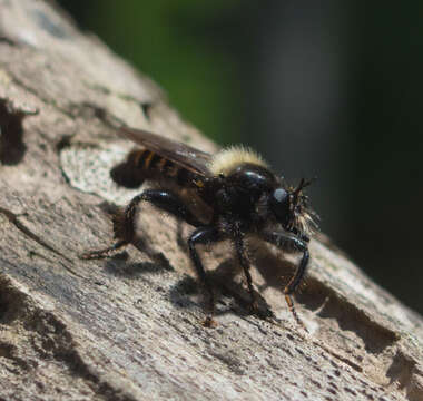 Image of Laphria ephippium (Fabricius 1781)