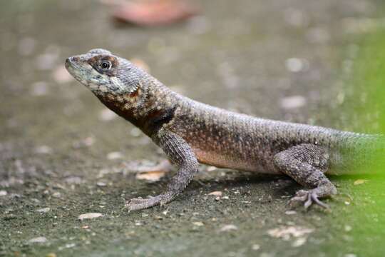 Image of Tropidurus oreadicus Rodrigues 1987