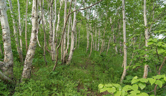 Слика од Betula ermanii Cham.