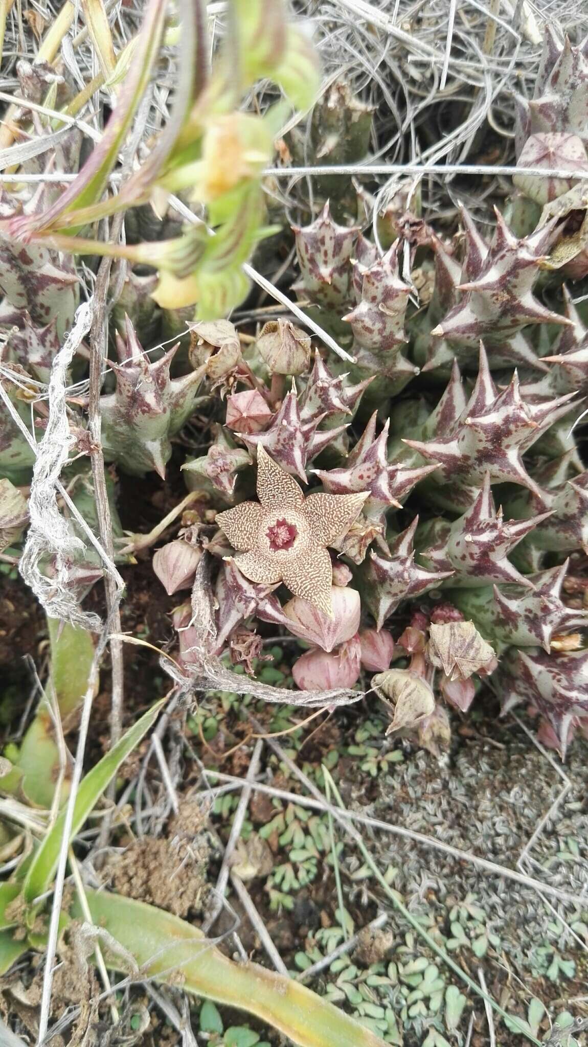 صورة Ceropegia cooperi (N. E. Br.) Bruyns