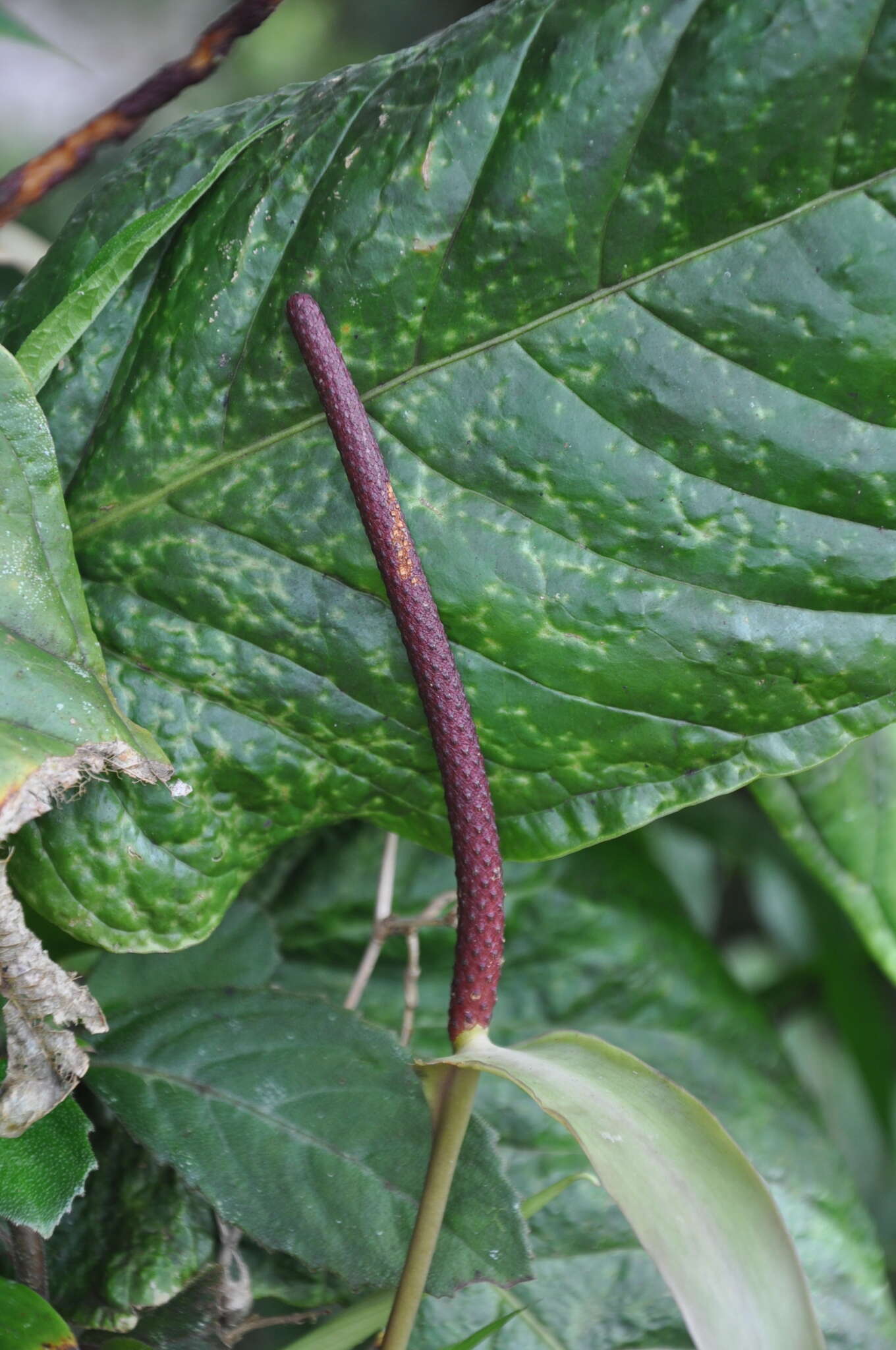 Imagem de Anthurium talamancae Engl.