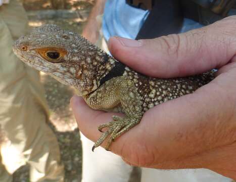 Image of Collared iguana