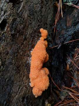 Image of Tubifera montana