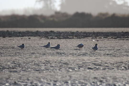 Image of Black-fronted Tern