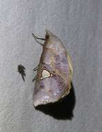 Image of Pterogonia cardinalis Holloway 1976