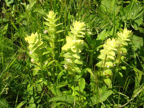 Imagem de Ajuga laxmannii (Murray) Benth.