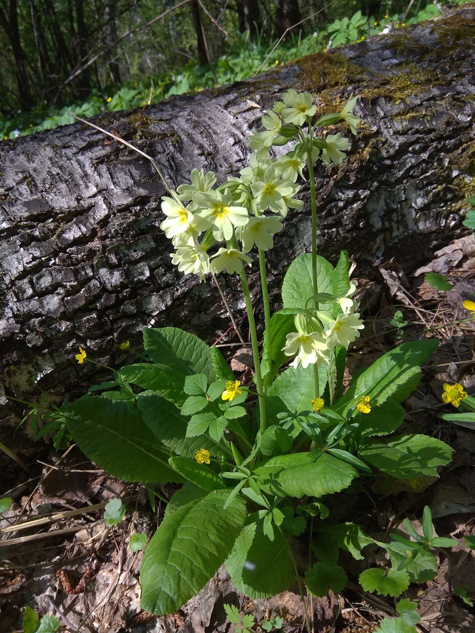 Image of Primula elatior subsp. pallasii (Lehm.) W. W. Sm. & Forrest